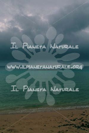 Coral Bay seagulls community – AUS - Il Pianeta Naturale