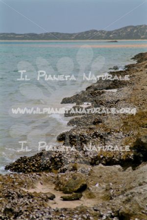 Coral Bay shellfish coast – AUS - Il Pianeta Naturale