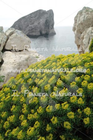 Euphorbia characias verso Capo Caccia – Sardegna – ITALIA - Il Pianeta Naturale