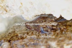 Il granchio nascosto – Capo Comino – Siniscola – Sardegna  – ITALY - Il Pianeta Naturale