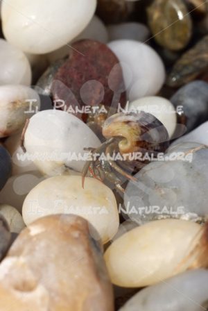 Il paguro di Santa Lucia – Siniscola – Sardegna – ITALY - Il Pianeta Naturale