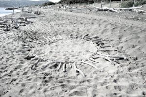 Il sole di legno – La torba – Toscana – Tuscany – ITALY - Il Pianeta Naturale