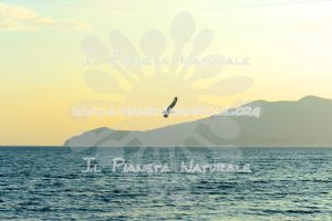 Il volo del gabbiano – La torba – Toscana – Tuscany – ITALY - Il Pianeta Naturale