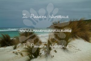 Kangaroo Island beach – AUS - Il Pianeta Naturale