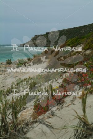 Kangaroo Island dunes coast – AUS - Il Pianeta Naturale