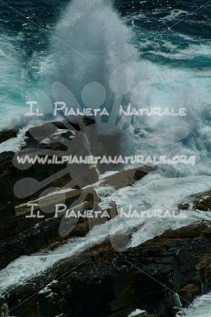 Kangaroo Island reef boom – AUS - Il Pianeta Naturale
