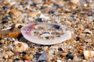 L’altra faccia del “pettine” – Francavilla a Mare – Abbruzzo – ITALIA - Il Pianeta Naturale