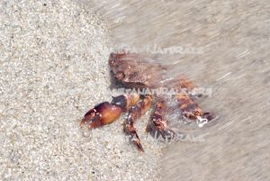 L’ultima spiaggia del granchio – Berchida – Nuoro – Sardegna – ITALY - Il Pianeta Naturale