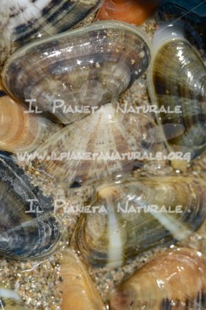Le telline – La feniglia  – Toscana – Grosseto – ITALY - Il Pianeta Naturale