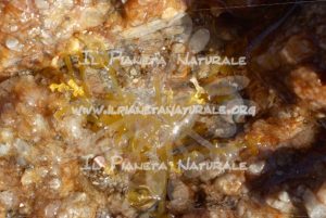 Lo scoglio e l’alga a Capo Comino – Siniscola – Sardegna  – ITALY - Il Pianeta Naturale