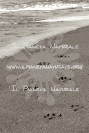 Orme sulla sabbia – sand footsteps – Forte dei Marmi – ITALIA - Il Pianeta Naturale