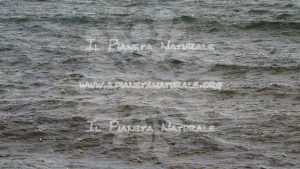 Pioggia al mare – La torba – Toscana – Tuscany – ITALY - Il Pianeta Naturale