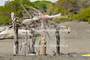 Relitti – La torba – Toscana – Tuscany – ITALY - Il Pianeta Naturale