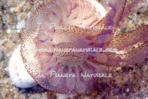 The Ijellyfish – Santa Lucia – Siniscola – Sardegna – ITALY - Il Pianeta Naturale