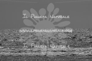 Windsurf on the horizon – Glenelg – AUS - Il Pianeta Naturale