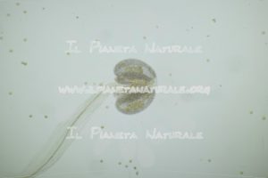 Alyssum simplex – Brassicaceae – Antera – Pollen - Il Pianeta Naturale