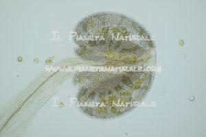 Alyssum simplex – Brassicaceae – antera – Pollen - Il Pianeta Naturale
