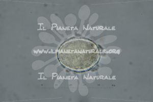 Alyssum simplex – Brassicaceae – fuoco secante – visione equatoriale – monad – pollen - Il Pianeta Naturale