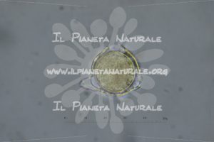 Alyssum simplex – Brassicaceae – fuoco secante – visione polare – monad – pollen - Il Pianeta Naturale