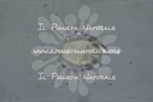 Alyssum simplex – Brassicaceae – fuoco tangente – visione equatoriale – monad – pollen - Il Pianeta Naturale