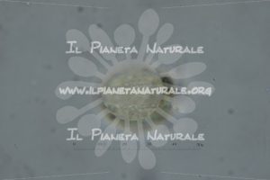 Alyssum simplex – Brassicaceae – fuoco tangente – visione equatoriale – monad – pollen - Il Pianeta Naturale