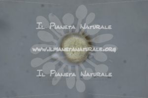 Alyssum simplex – Brassicaceae – fuoco tangente – visione polare – monad – pollen - Il Pianeta Naturale