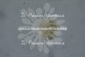 Alyssum simplex – Brassicaceae – fuoco tangente – visione polare – monad – pollen - Il Pianeta Naturale