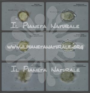 Alyssum simplex scheda microscopica visione polare – visione equatoriale – con note - Il Pianeta Naturale