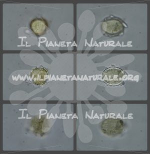 Alyssum simplex scheda senza note descrittive - Il Pianeta Naturale