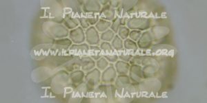 Pollini - Pollen